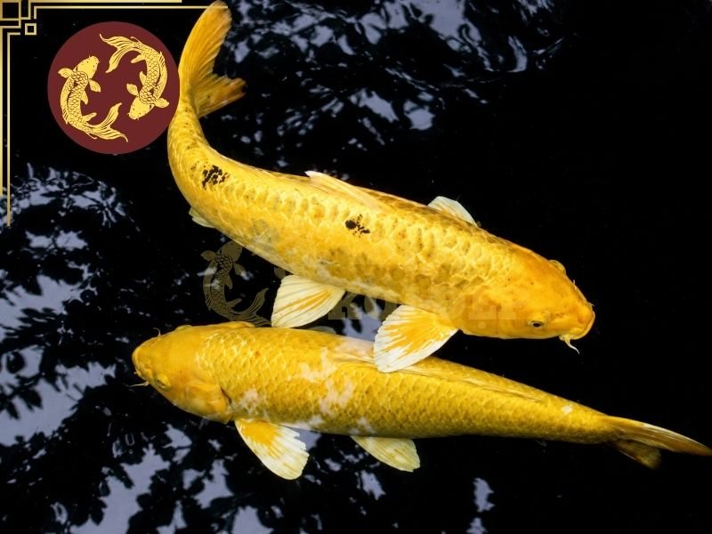 Cá Koi Yamabuki Ogon: Hướng Dẫn Nhận Biết, Lựa Chọn Và Chăm Sóc 4 Yamabuki Ogon có dáng cân đối, phần đầu hài hòa với thân, đường lưng đẹp và cuống đuôi khỏe