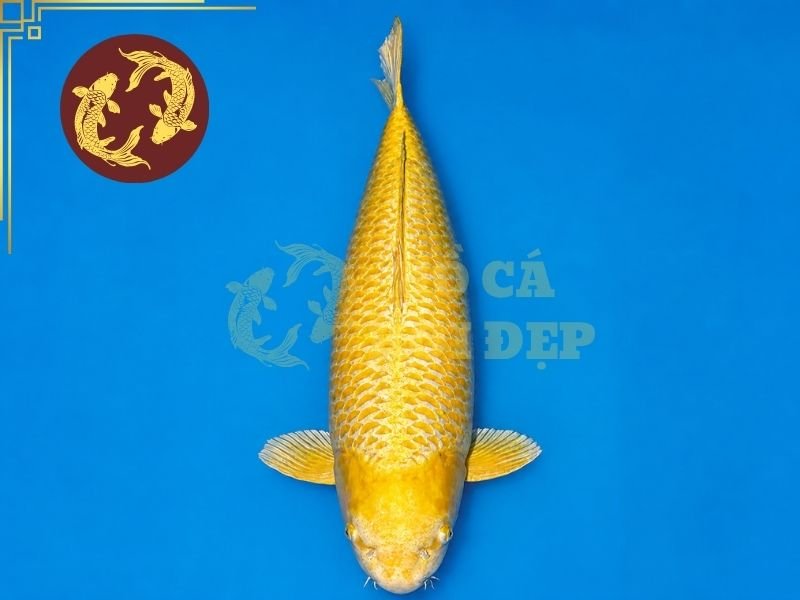 Cá Koi Yamabuki Ogon: Hướng Dẫn Nhận Biết, Lựa Chọn Và Chăm Sóc 5 Mẹo chăm sóc Yamabuki Ogon hiệu quả