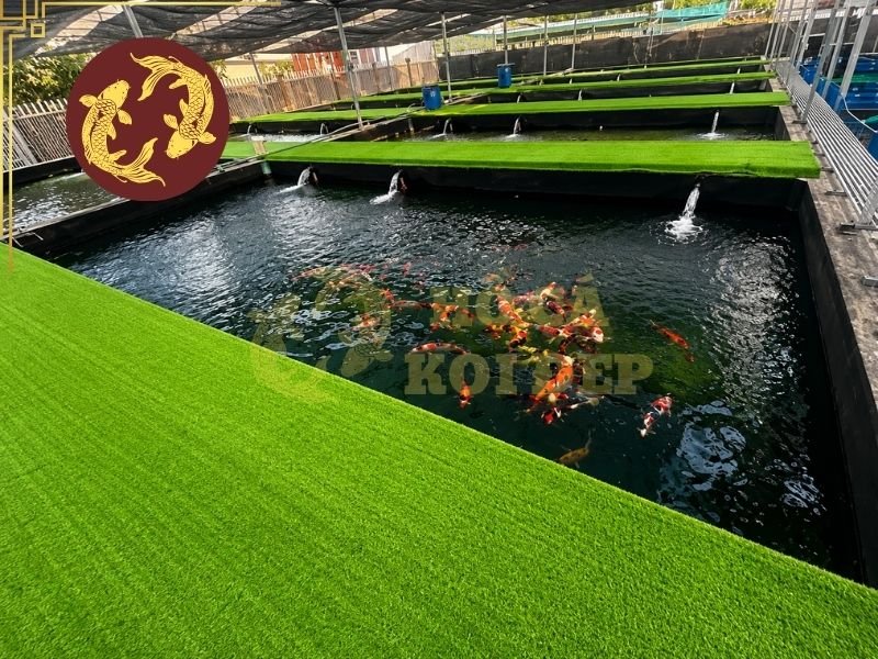 Top Các Trại Koi Nổi Tiếng Nhật Bản Người Chơi Koi Không Thể Không Nhắc Tới 1 Các trại koi nổi tiếng Nhật Bản nhờ khả năng lai tạo, định hướng màu sắc, chất lượng da, hình dáng cơ thể và hoa văn
