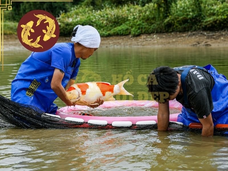 Top Các Trại Koi Nổi Tiếng Nhật Bản Người Chơi Koi Không Thể Không Nhắc Tới 2 Dainichi Koi Farm (大日養鯉場)