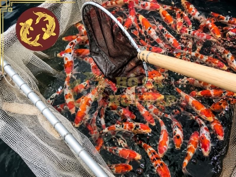Top Các Trại Koi Nổi Tiếng Nhật Bản Người Chơi Koi Không Thể Không Nhắc Tới 4 Marudo Koi Farm (丸堂養鯉場)