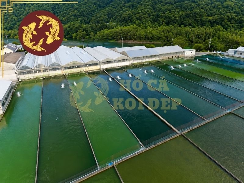 Top Các Trại Koi Nổi Tiếng Nhật Bản Người Chơi Koi Không Thể Không Nhắc Tới 5 Momotaro Koi Farm (桃太郎鯉)