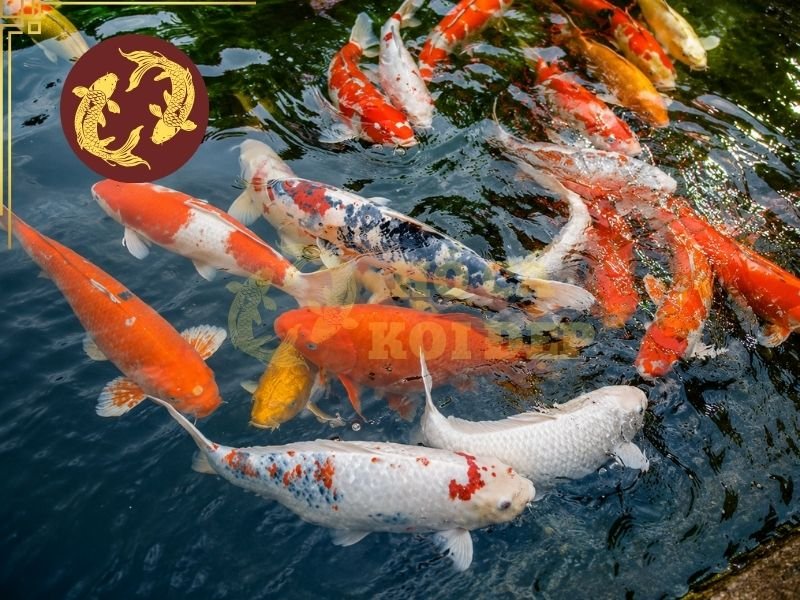 Cách Đọc Tên Cá Koi Nhật Cho Người Mới: Kohaku, Sanke, Showa Và Các Dòng Phổ Biến Khác 1 Hiểu được cách đọc tên cá Koi Nhật, người chơi sẽ dễ dàng phân biệt các dòng Koi, trao đổi với người bán và tìm kiếm thông tin chính xác hơn.