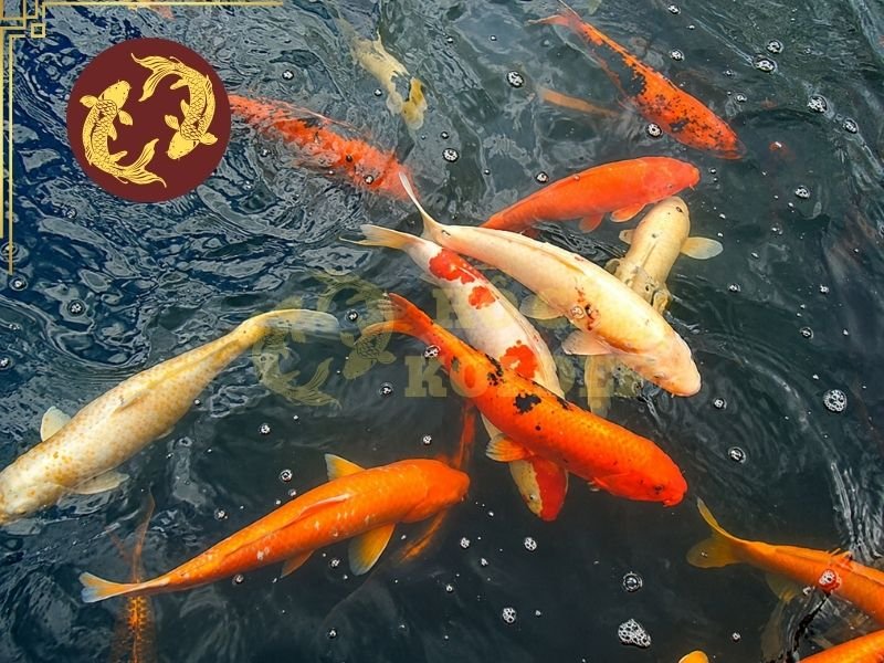 Cách Đọc Tên Cá Koi Nhật Cho Người Mới: Kohaku, Sanke, Showa Và Các Dòng Phổ Biến Khác 2 Khi tìm kiếm thông tin trên Google hoặc các tài liệu nước ngoài, sử dụng đúng tên Koi sẽ giúp việc tìm hiểu trở nên thuận tiện hơn.