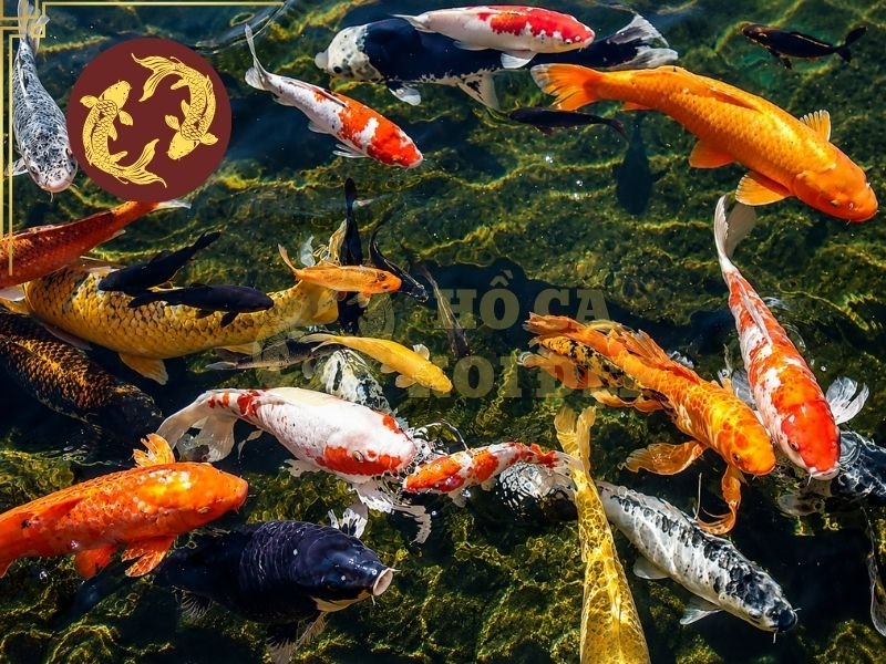 Cách Đọc Tên Cá Koi Nhật Cho Người Mới: Kohaku, Sanke, Showa Và Các Dòng Phổ Biến Khác 3 Lưu ý cách gọi tên dựa trên đặc điểm
