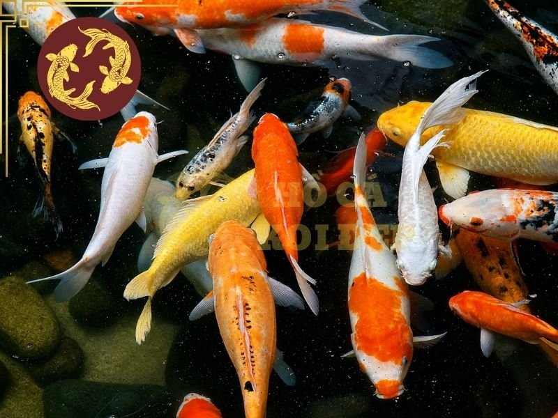 Cách Đọc Tên Cá Koi Nhật Cho Người Mới: Kohaku, Sanke, Showa Và Các Dòng Phổ Biến Khác 5 Khi tìm hiểu phân loại 13 nhóm Koi, người mới cần lưu ý rằng hệ thống phân loại có thể khác nhau tùy tài liệu và tổ chức.
