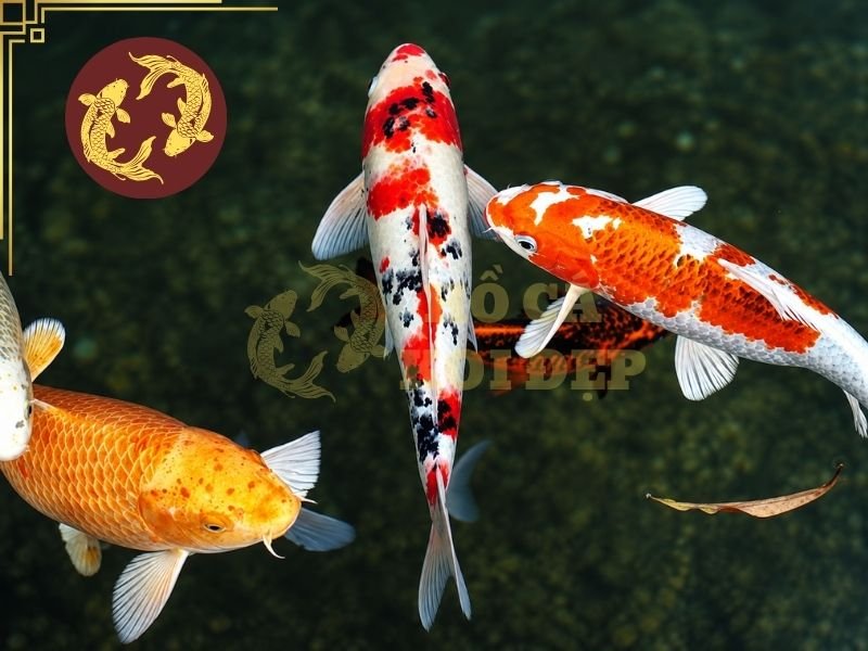 Cách Đọc Tên Cá Koi Nhật Cho Người Mới: Kohaku, Sanke, Showa Và Các Dòng Phổ Biến Khác 6 Cách hiệu quả hơn là bắt đầu với những dòng phổ biến
