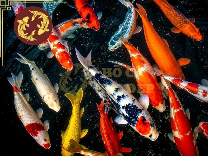 Cách Đọc Tên Cá Koi Nhật Cho Người Mới: Kohaku, Sanke, Showa Và Các Dòng Phổ Biến Khác 4 Cách đọc đúng của 13 dòng koi phổ biến nhất