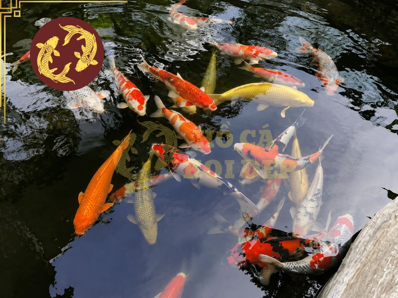 Cách Tăng Màu Cá Koi Tự Nhiên Và An Toàn 1 Có nhiều yếu tố để quyết định cá koi lên màu tốt hay không