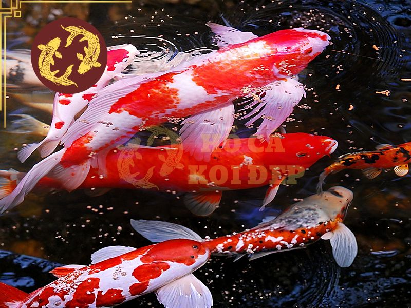 Cách Tăng Màu Cá Koi Tự Nhiên Và An Toàn 2 Độ tuổi, dinh dưỡng, môi trường ảnh hưởng đến khả năng lên màu của cá koi