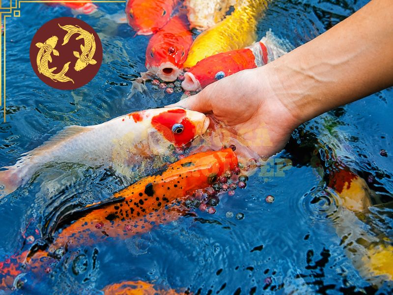 Cách Tăng Màu Cá Koi Tự Nhiên Và An Toàn 4 Nâng cao chất lượng môi trường nước là một trong những cách tăng màu cá koi hiệu quả nhất