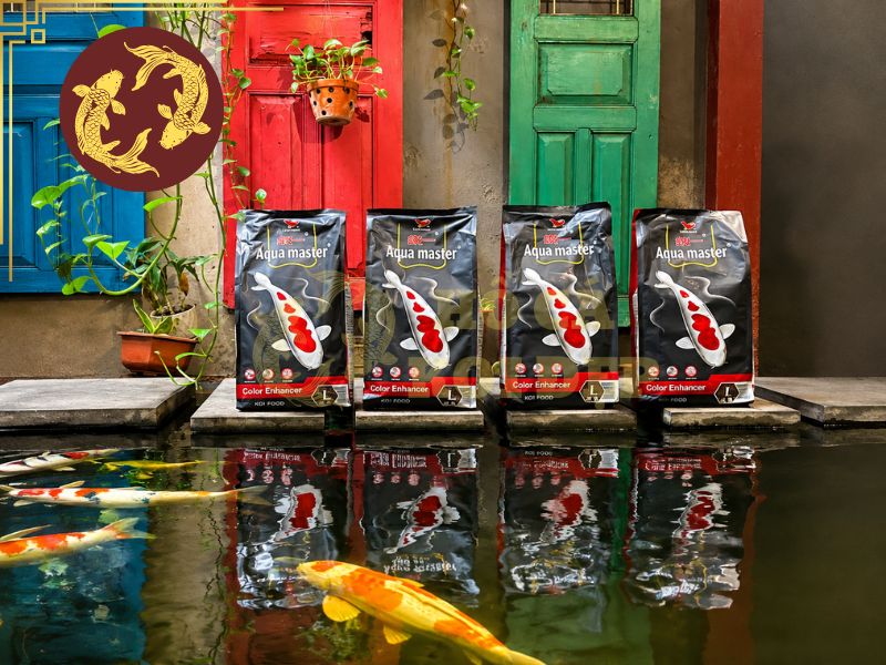 Cách Tăng Màu Cá Koi Tự Nhiên Và An Toàn 3 Người nuôi nên lựa chọn thức ăn chuyên dụng cho Koi, có thành phần dinh dưỡng cân đối và chứa các dưỡng chất hỗ trợ phát triển sắc tố.
