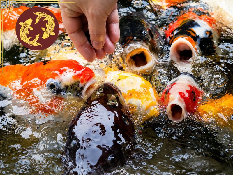 Cách Tăng Màu Cá Koi Tự Nhiên Và An Toàn 5 Một số lưu ý trong quá trình thực hiện tăng màu cá koi