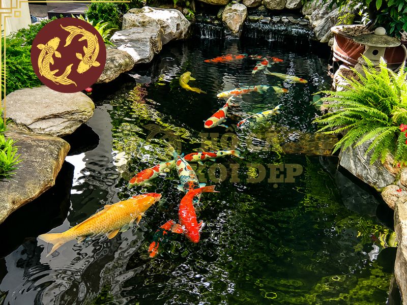 Cách Chăm Hồ Koi Trước Khi Đi Vắng Nhiều Ngày 1 Chăm hồ koi trước khi đi vắng không chỉ để đảm bảo cá có đủ thức ăn mà quan trọng hơn là duy trì môi trường sống ổn định trong suốt thời gian bạn không có mặt