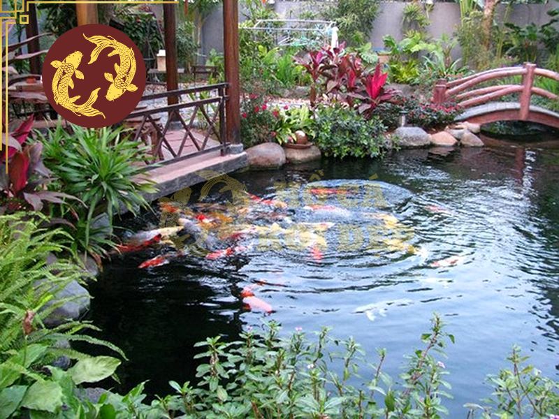 Cách Chăm Hồ Koi Trước Khi Đi Vắng Nhiều Ngày 2 Việc thay toàn bộ nước, vệ sinh quá kỹ hệ thống lọc, đổi thức ăn hoặc sử dụng sản phẩm xử lý nước mới có thể khiến môi trường hồ biến động.