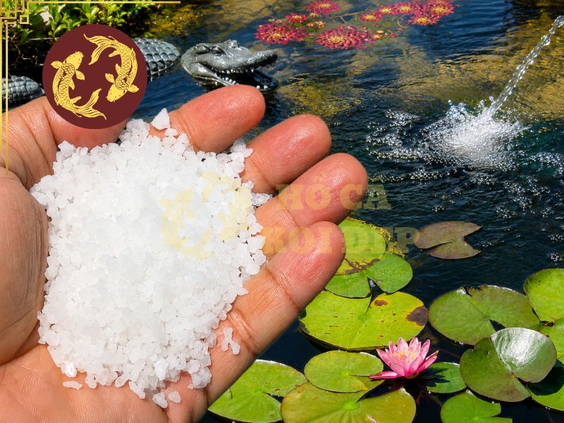 Đánh Muối Hồ Koi Đúng Liều, An Toàn Cho Cá 1 Đánh muối hồ Koi chủ yếu được sử dụng nhằm hỗ trợ điều chỉnh môi trường nước và giúp cá thích nghi tốt hơn trong một số trường hợp.