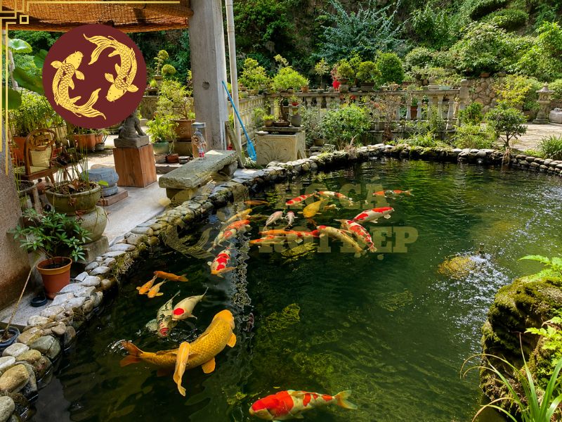 Đánh Muối Hồ Koi Đúng Liều, An Toàn Cho Cá 4 Nên hòa tan muối với nước sạch trong một thùng riêng rồi từ từ phân bổ vào hồ.
