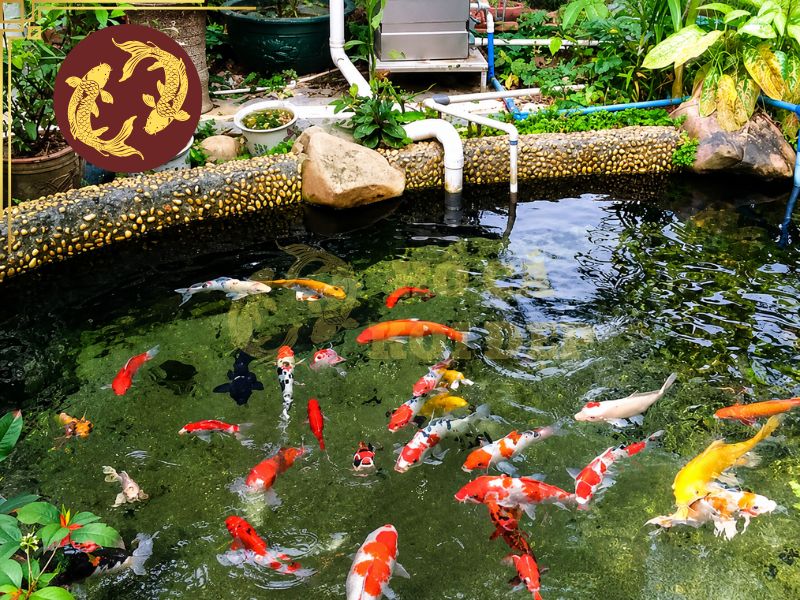 Đánh Muối Hồ Koi Đúng Liều, An Toàn Cho Cá 5 Đánh muối hồ Koi có thể được cân nhắc trong một số trường hợp như cá vừa trải qua quá trình vận chuyển, thay đổi môi trường hoặc có dấu hiệu stress.