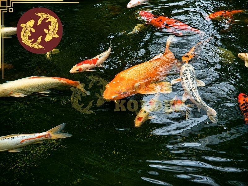Dòng Cá Koi Lớn Nhanh Nhất: Yếu Tố Nào Quyết Định Tốc Độ Tăng Trưởng? 4 Nhiệt độ và chất lượng nước là hai yếu tố môi trường có ảnh hưởng trực tiếp đến quá trình trao đổi chất, sức khỏe và khả năng Koi tăng size.