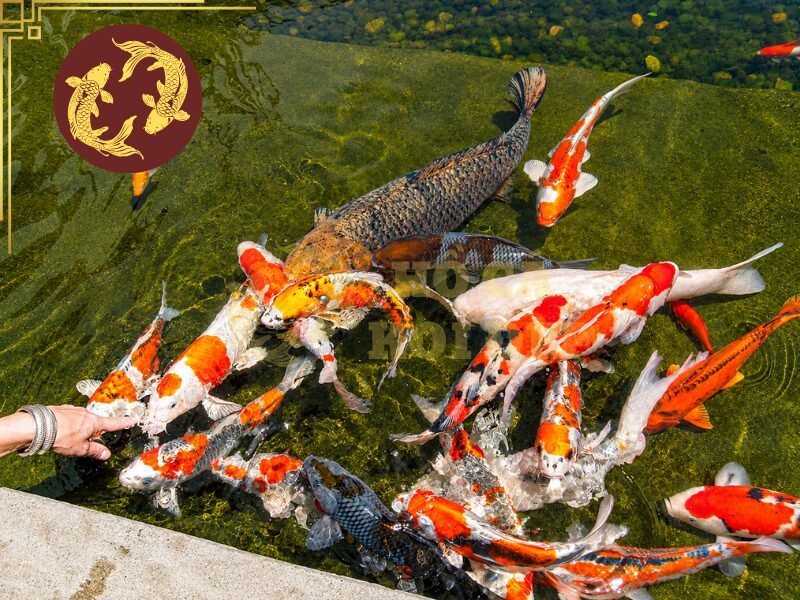 Tìm Hiểu Giấy Chứng Nhận Cá Koi Nhật Và Cách Xác Minh Nguồn Gốc 4 Một số thông tin bạn không thể bỏ qua khi xem COA