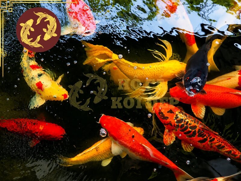 Tìm Hiểu Giấy Chứng Nhận Cá Koi Nhật Và Cách Xác Minh Nguồn Gốc 6 Khi được cung cấp giấy chứng nhận cá Koi Nhật, người mua nên đọc kỹ toàn bộ nội dung thay vì chỉ kiểm tra tên trại.
