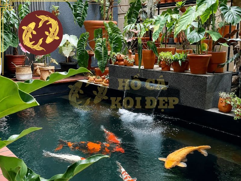 Hồ Cá Koi Sân Thượng Có Nên Làm Không? 2 Mô hình này đặc biệt thích hợp với nhà phố hoặc biệt thự có diện tích sân thượng đủ rộng
