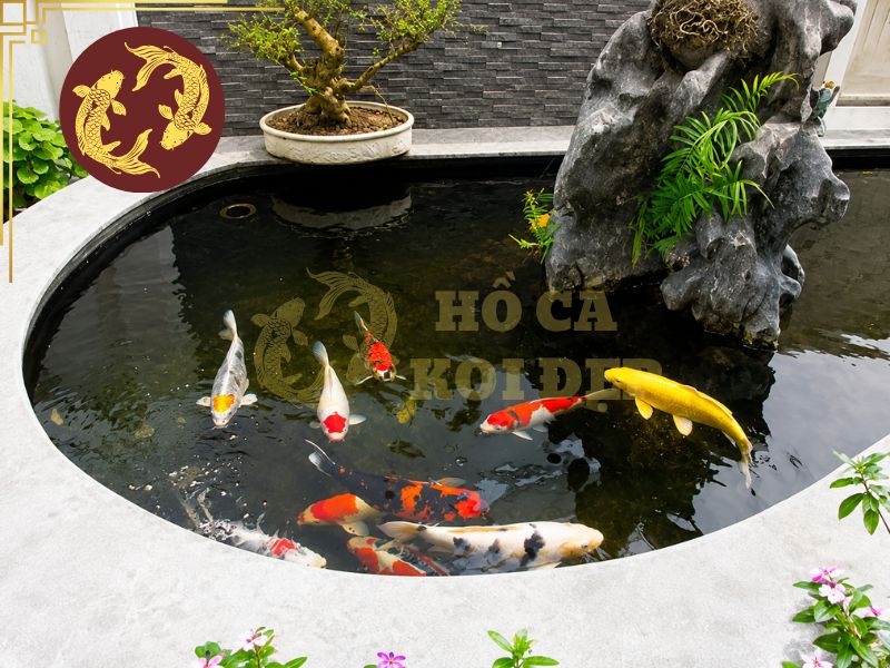Hồ Cá Koi Sân Thượng Có Nên Làm Không? 5 Các yếu tố quyết định hồ koi sân thượng chất lượng