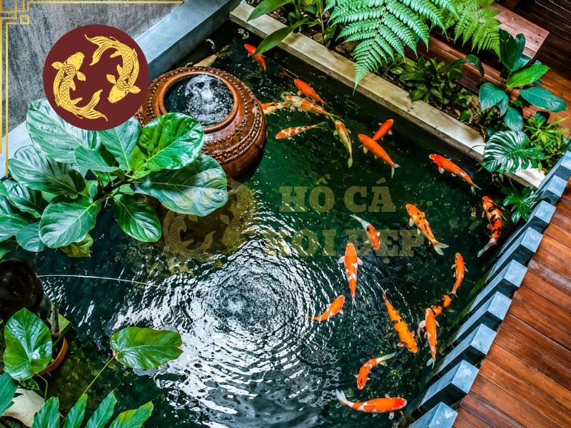 Hồ cá koi trong nhà: Giải pháp kiến tạo không gian sống đẳng cấp 1 Hồ cá koi trong nhà như một phần của kiến trúc tổng thể nhà