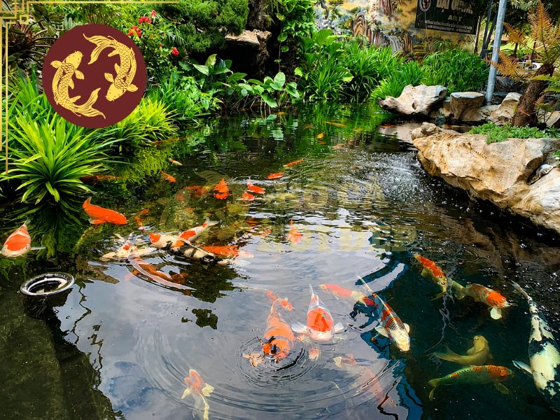 Hướng Đặt Hồ Cá Koi Theo Phong Thủy Tốt Nhất 1 Nước tượng trưng cho tài lộc và sự lưu thông, vì vậy việc bố trí hồ đúng hướng được kỳ vọng giúp tạo sự cân bằng, hài hòa cho ngôi nhà.