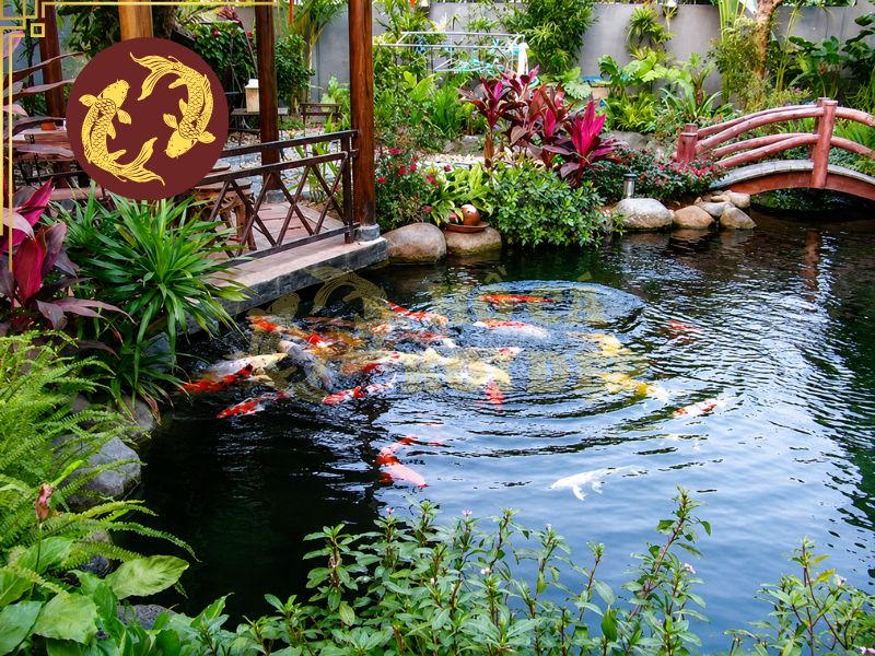Hướng Đặt Hồ Cá Koi Theo Phong Thủy Tốt Nhất 2 Hướng đặt hồ cá koi theo phong thủy cần được cân nhắc kỹ lưỡng