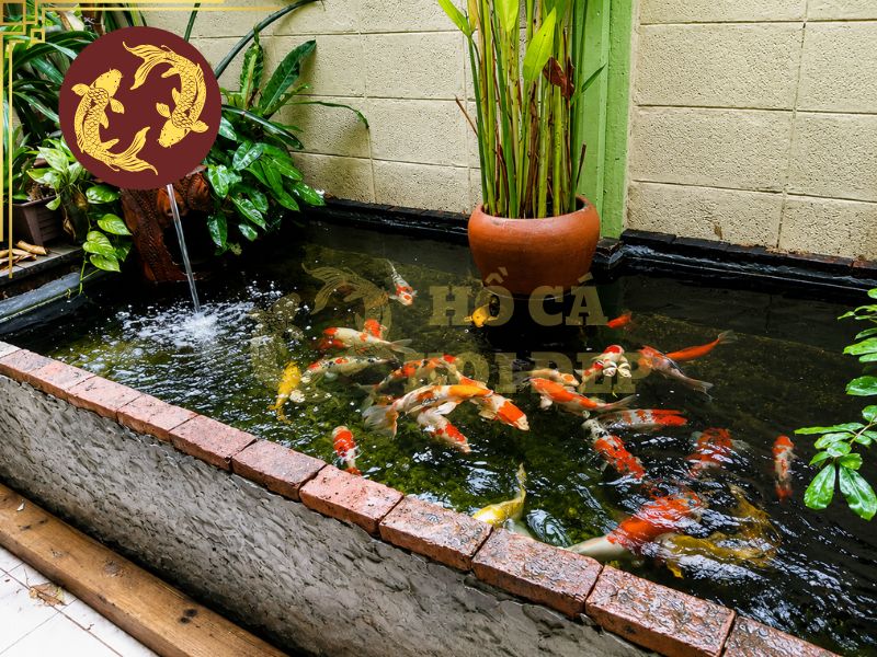 Hướng Đặt Hồ Cá Koi Theo Phong Thủy Tốt Nhất 5 Yếu tố phong thủy nên được kết hợp với kỹ thuật xây dựng và hệ thống lọc thay vì xem xét riêng lẻ.