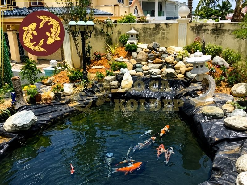 Hướng Dẫn Hút Đáy Hồ Cá Koi Đúng Cách, Sạch Cặn Không Làm Đục Nước 2 Hút đáy hồ cá koi giúp loại bỏ trực tiếp những chất bẩn này trước khi chúng phân hủy lâu ngày