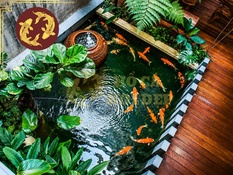 Hướng Dẫn Hút Đáy Hồ Cá Koi Đúng Cách, Sạch Cặn Không Làm Đục Nước 1 Lưu ý để thực hiện hút đáy hồ cá koi đúng cách nhằm tránh ảnh hưởng đến chất lượng nước