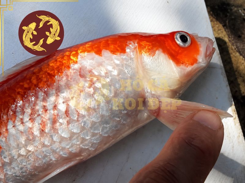 Kháng sinh cho cá koi: Khi nào nên dùng và những sai lầm cần tránh 2 Cá koi bị đỏ mình