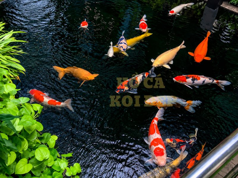 Kháng sinh cho cá koi: Khi nào nên dùng và những sai lầm cần tránh 7 Sau khi kết thúc liệu trình kháng sinh cho cá koi, nên bổ sung men vi sinh cho hồ và vitamin tổng hợp cho cá để phục hồi hệ miễn dịch.