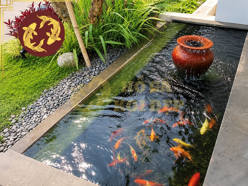 Cách Khử Clo Nước Máy Nuôi Cá Koi: Phương Pháp An Toàn, Hiệu Quả 2 Hiểu đúng về cách khử clo nước máy nuôi cá Koi không chỉ nhằm bảo vệ cá mà còn giúp duy trì sự ổn định của hệ thống lọc