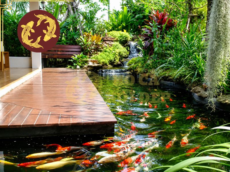 Kích thước hồ cá koi lý tưởng cho sân vườn, biệt thự và nhà phố 2 Cần cân nhắc kích thước cá koi theo số lượng và từng giai đoạn phát triển