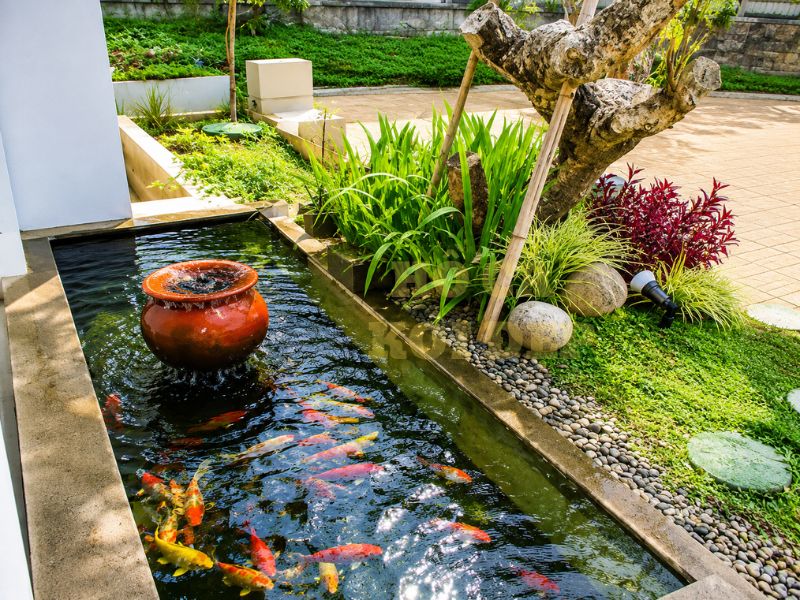 Kích thước hồ cá koi lý tưởng cho sân vườn, biệt thự và nhà phố 3 Tùy theo mục đích mà người chơi thiết kế hồ phù hợp, nhưng môi trường sống cho cá vẫn cần phải được đảm bảo
