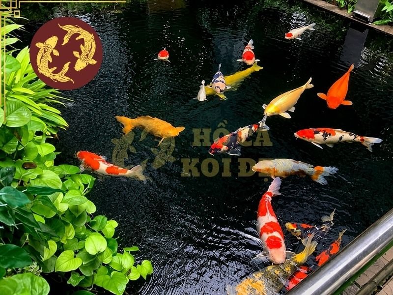 Lọc Hồ Koi Không Cần Thay Nước Có Thực Sự Hiệu Quả? 3 Trong hồ koi, chất thải không chỉ tồn tại dưới dạng cặn nhìn thấy bằng mắt thường