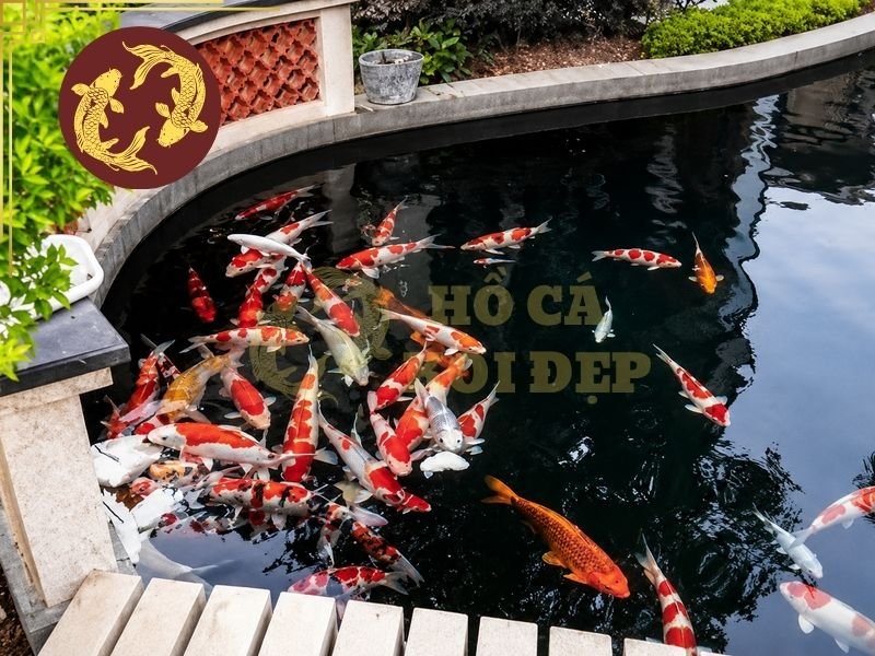 Lọc Hồ Koi Không Cần Thay Nước Có Thực Sự Hiệu Quả? 4 Hệ thống lọc chủ yếu kiểm soát, giữ lại và chuyển hóa các chất gây ô nhiễm, nhưng vẫn có những chất cần được đưa ra khỏi hệ thống
