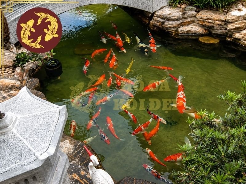Lọc Hồ Koi Không Cần Thay Nước Có Thực Sự Hiệu Quả? 6 Lưu ý những yếu tố quyết định khả năng giảm tần suất thay nước
