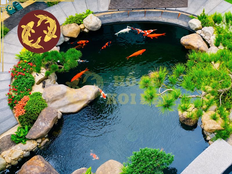 Nuôi Cá Koi Con: Cách Chăm Sóc Đúng Kỹ Thuật 8 Quá trình này phụ thuộc vào kích thước, sức khỏe và điều kiện của hồ nuôi