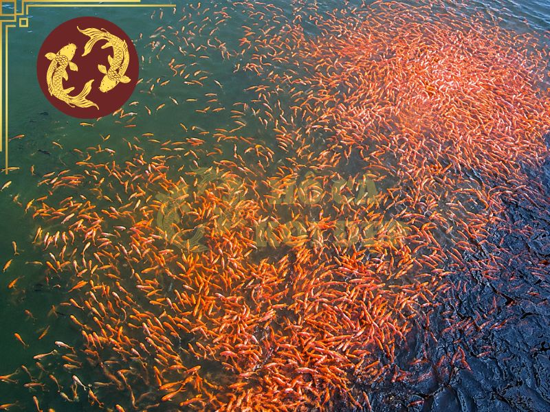 Nuôi Cá Koi Con: Cách Chăm Sóc Đúng Kỹ Thuật 4 Lượng thức ăn nên được điều chỉnh dựa trên số lượng cá, kích thước cá và khả năng tiêu thụ thực tế
