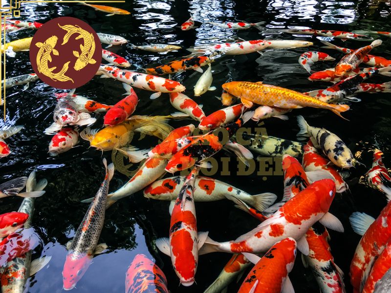 Hướng Dẫn Nuôi Cá Koi Hợp Phong Thủy Cho Gia Chủ: Màu Cá, Số Lượng Và Vị Trí Hồ 1 Nước thường gắn với dòng chảy của tài vận, còn cá tượng trưng cho sự sung túc, may mắn và phát triển