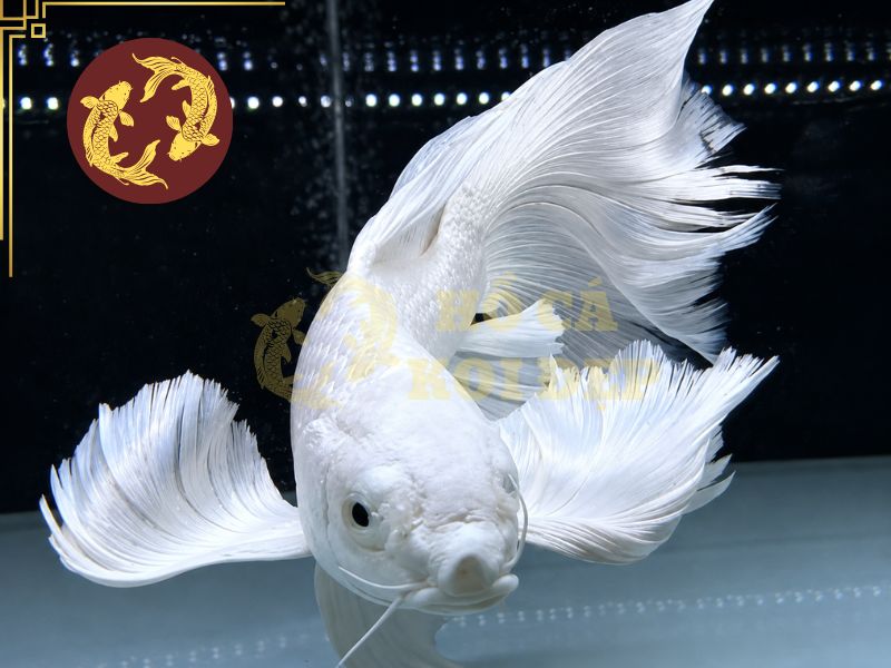 Hướng Dẫn Nuôi Cá Koi Hợp Phong Thủy Cho Gia Chủ: Màu Cá, Số Lượng Và Vị Trí Hồ 2 Gia chủ mệnh Kim thường được gợi ý lựa chọn Koi có màu trắng, bạc hoặc vàng.