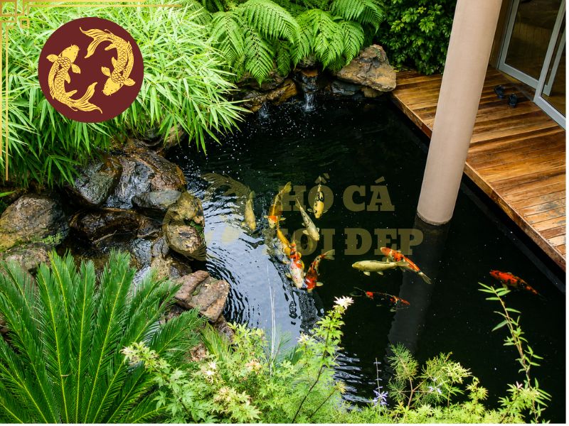 Hướng Dẫn Nuôi Cá Koi Hợp Phong Thủy Cho Gia Chủ: Màu Cá, Số Lượng Và Vị Trí Hồ 9 Một số lưu ý để Để nuôi cá Koi hợp phong thủy và đảm bảo hiệu quả lâu dài