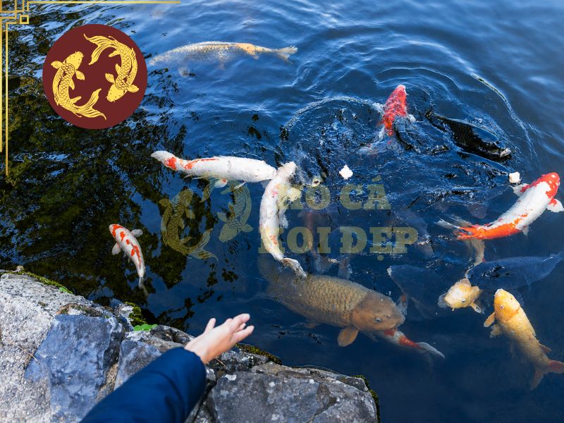 Cách tắm muối cho cá koi tại nhà: Quy trình chuẩn giúp cá khỏe mạnh 8 Sau khi kết thúc quá trình tắm muối cho cá koi, người nuôi nên kiểm tra lại các chỉ số nước như pH, NH₃, NO₂ và nhiệt độ