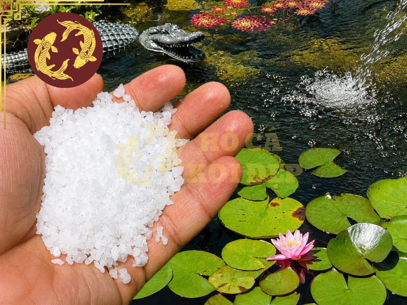 Cách tắm muối cho cá koi tại nhà: Quy trình chuẩn giúp cá khỏe mạnh 6 Hòa tan hoàn toàn muối trong một xô nước riêng rồi từ từ đổ vào bể tắm