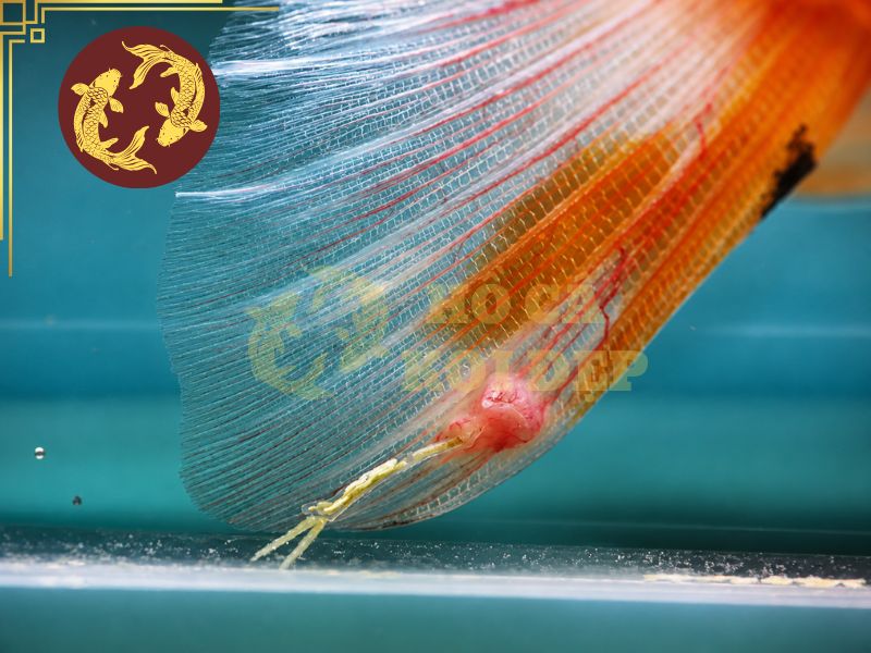 Cách tắm muối cho cá koi tại nhà: Quy trình chuẩn giúp cá khỏe mạnh 3 Muối có thể hạn chế sự phát triển của một số loại ký sinh trùng trong giai đoạn đầu