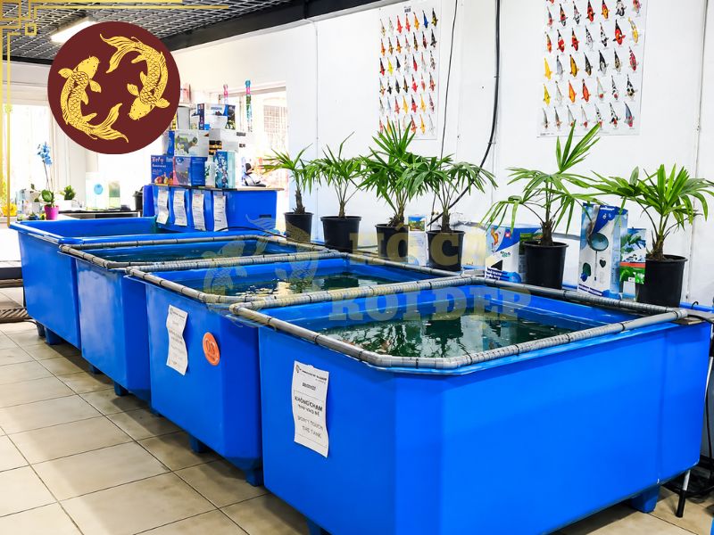 Cách tắm muối cho cá koi tại nhà: Quy trình chuẩn giúp cá khỏe mạnh 5 Cần duy trì sục khí liên tục để đảm bảo lượng oxy hòa tan.